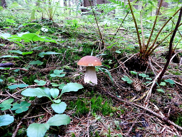 hríb smrekový Boletus edulis Bull.