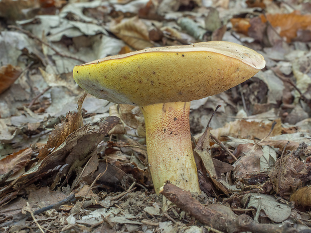 hríb nádherný Butyriboletus cf. fuscoroseus (Smotl.) Vizzini & Gelardi