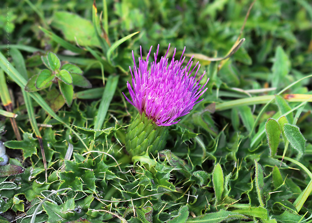 pichliač bezbyľový Cirsium acaule Scop.