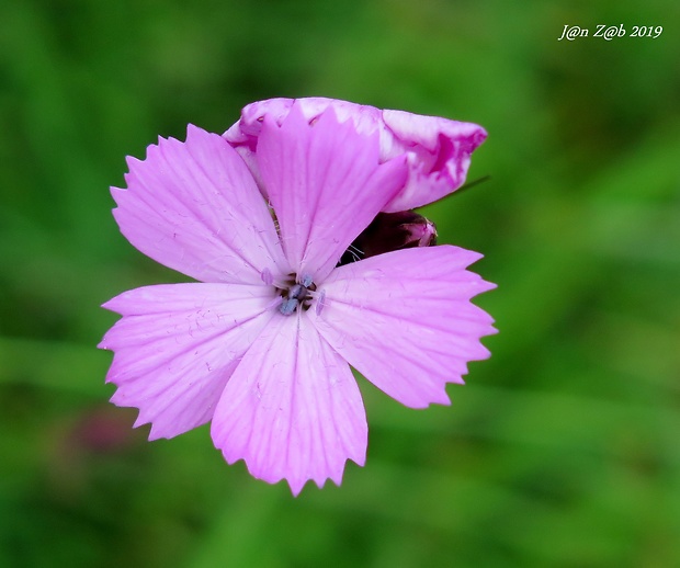 klinček kartuziánsky horský Dianthus carthusianorum subsp. subalpinus (Rehmann) Májovský et Králik