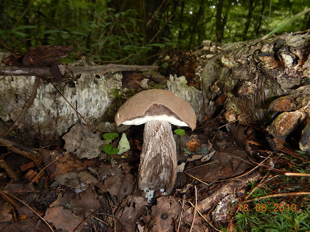 kozák topoľový Leccinum duriusculum (Schulzer ex Kalchbr.) Singer