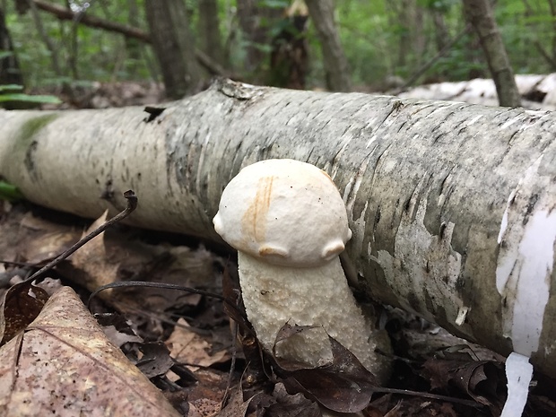 kozák belostný  Leccinum percandidum (Vassilkov) Watling