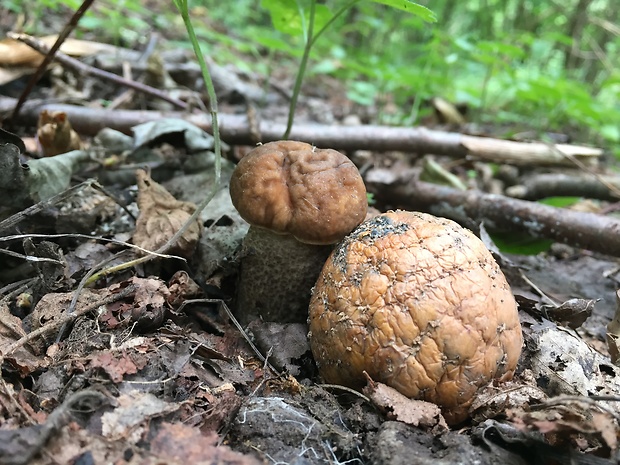 kozák hrabový Leccinum pseudoscabrum (Kallenb.) Šutara