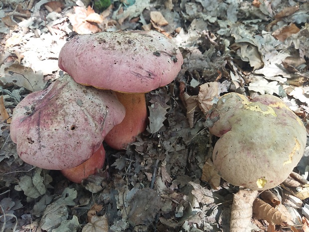 hríb Le Galovej Rubroboletus legaliae (Pilát & Dermek) Della Maggiora & Trassin.