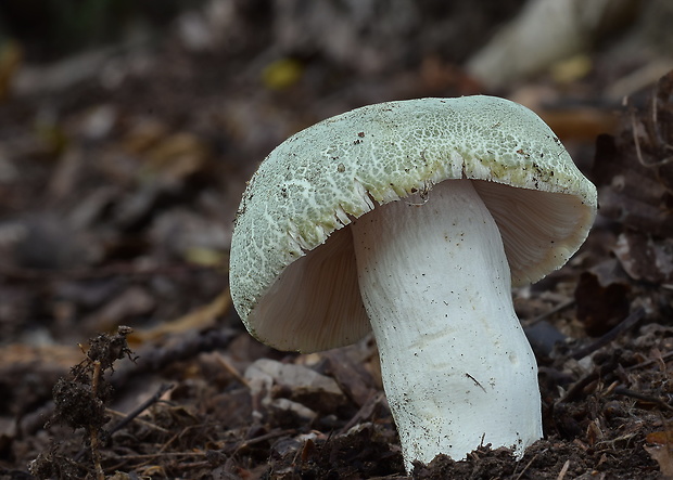 plávka zelenkastá Russula virescens (Schaeff.) Fr.