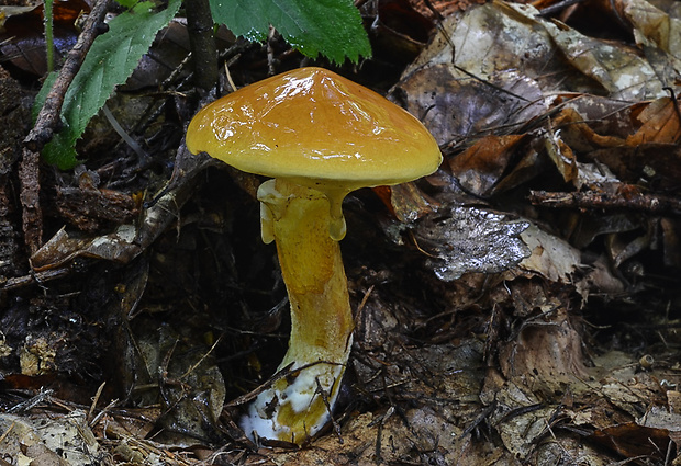 masliak smrekovcový Suillus grevillei (Klotzsch) Singer