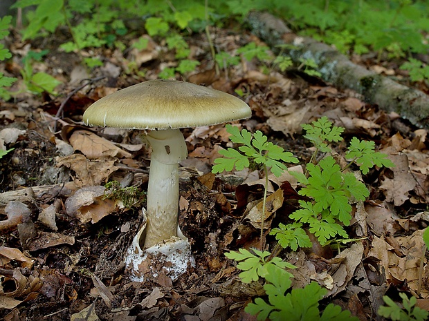 muchotrávka zelená Amanita phalloides (Vaill. ex Fr.) Link