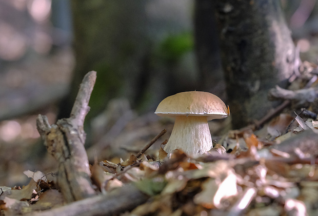 hríb smrekový Boletus edulis Bull.