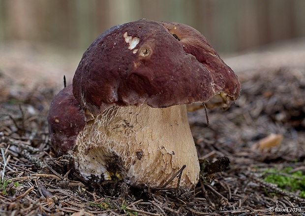 hríb sosnový Boletus pinophilus Pil. et Dermek in Pil.