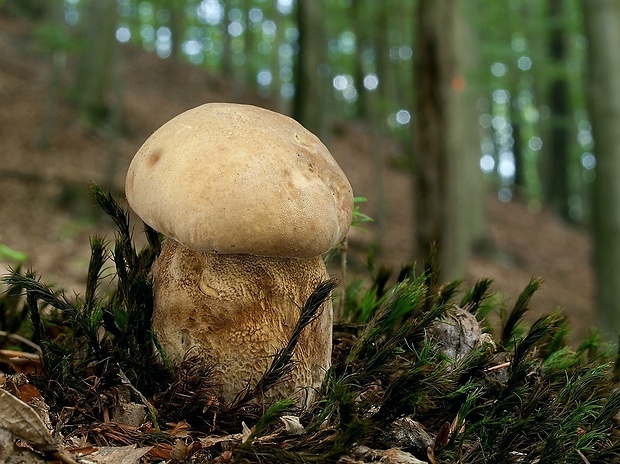 hríb dubový Boletus reticulatus Schaeff.