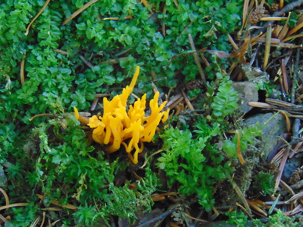 parôžkovec lepkavý Calocera viscosa (Pers.) Fr.