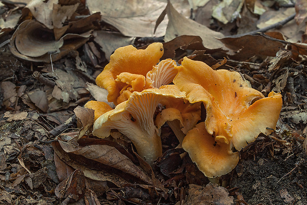 kuriatko oranžové Cantharellus friesii Quél.