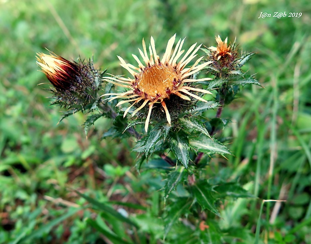 krasovlas obyčajný Carlina vulgaris L.