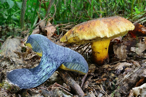 hríb modrejúci Cyanoboletus pulverulentus (Opat.) Gelardi, Vizzini & Simonini