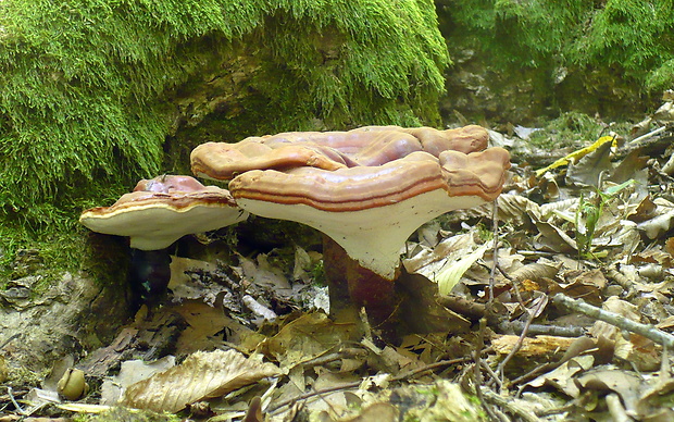 lesklokôrovka obyčajná Ganoderma lucidum (Curtis) P. Karst.