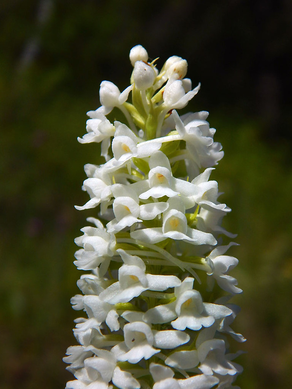 päťprstnica hustokvetá Gymnadenia densiflora (Wahlenb.) A. Dietr.