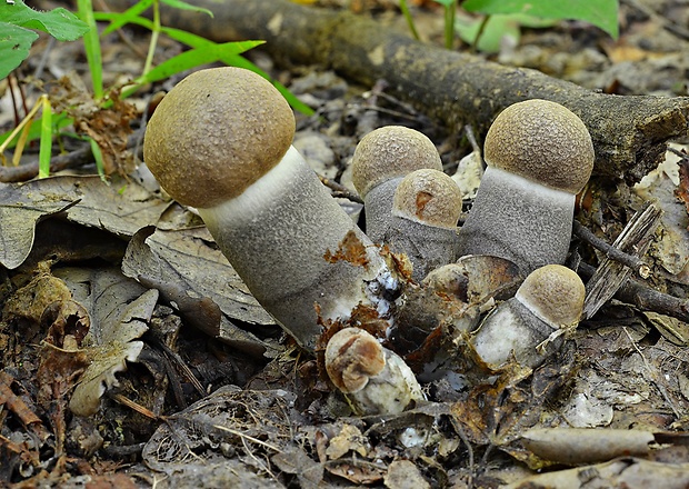 kozák topoľový Leccinum duriusculum (Schulzer ex Kalchbr.) Singer