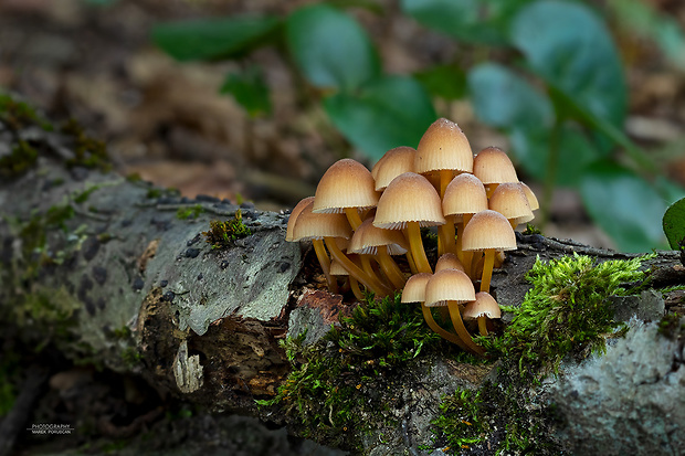 prilbička žltohlúbiková Mycena renati Quél.