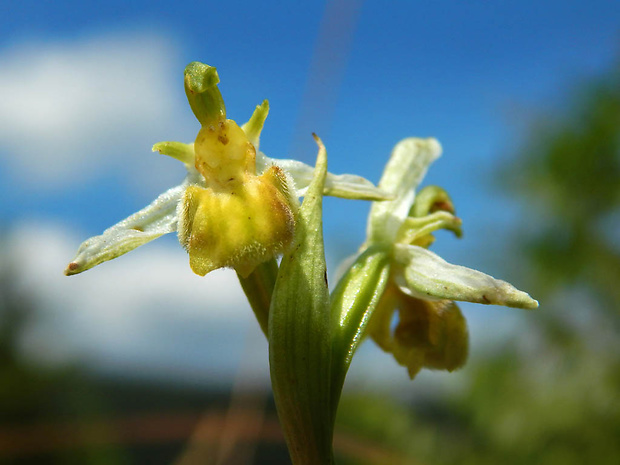 hmyzovník včelovitý Ophrys apifera Huds.