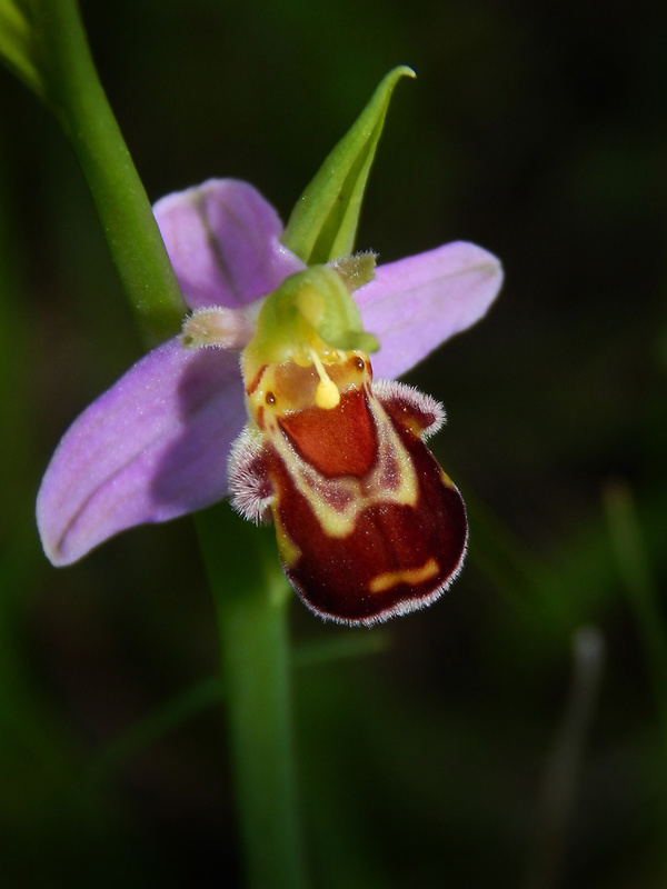 hmyzovník včelovitý Ophrys apifera Huds.