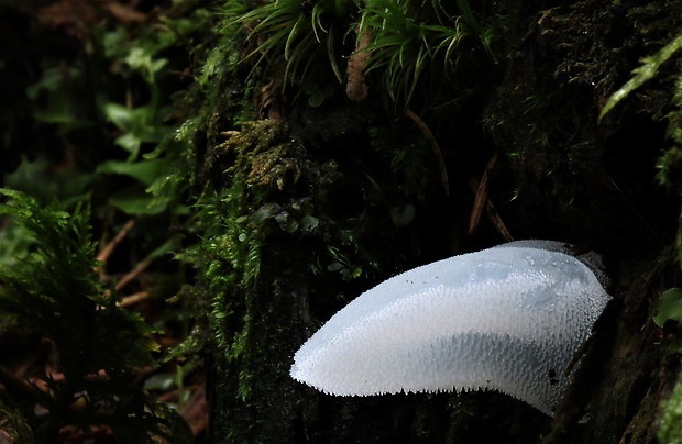 pajelenka želatínová Pseudohydnum gelatinosum (Scop.) P. Karst.