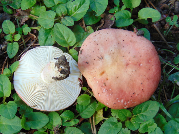 plávka Russula sp.