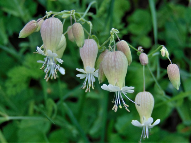 silenka Silene sp