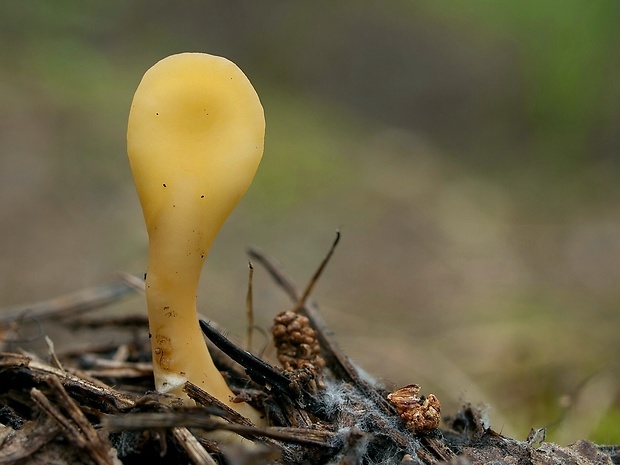 lopatička žltkastá Spathularia flavida Pers.