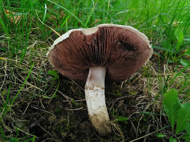 pečiarka poľná Agaricus campestris L.