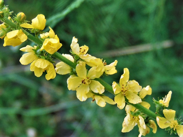 repík lekársky Agrimonia eupatoria L.