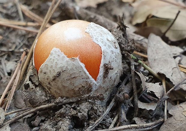 muchotrávka cisárska Amanita caesarea (Scop.) Pers.