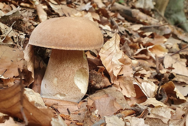 hríb dubový Boletus reticulatus Schaeff.