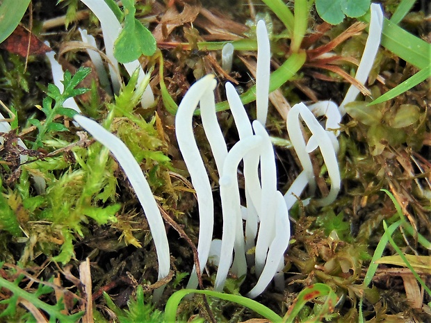 kyjačik lámavý Clavaria fragilis Holmsk.