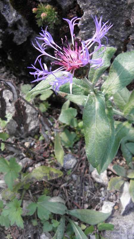 nevädza mäkká Cyanus mollis (Waldst. et Kit.) J. Presl et C. Presl