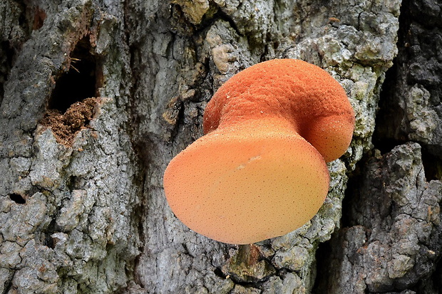 pečeňovec dubový Fistulina hepatica (Schaeff.) With.