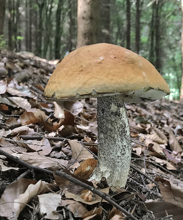 kozák osikový Leccinum albostipitatum den Bakker & Noordel.