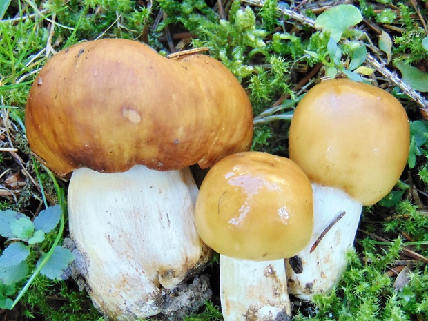 plávka smradľavá Russula foetens Pers.