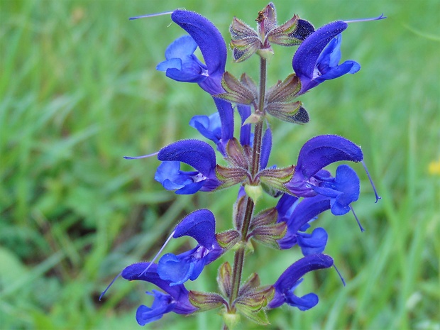 šalvia Salvia sp.