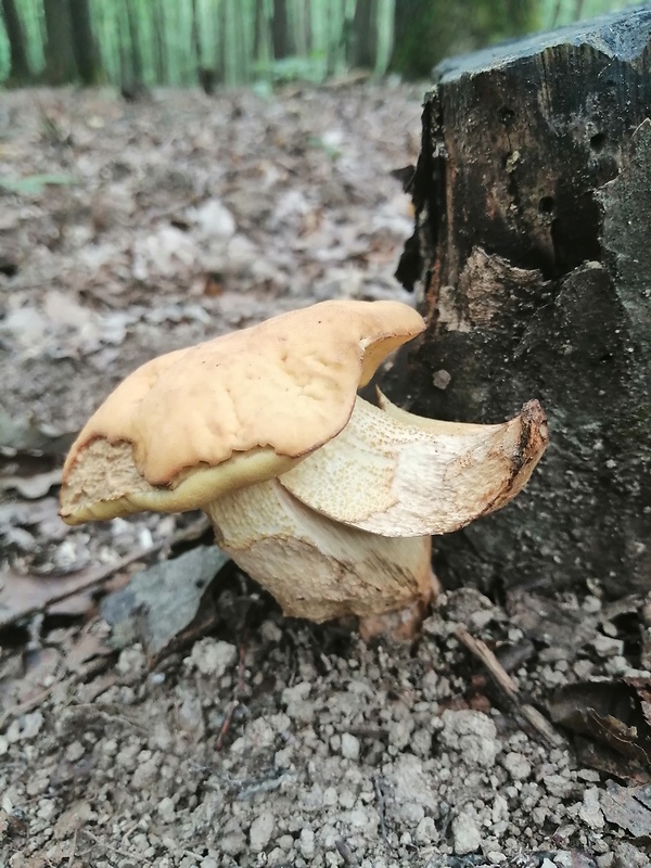 kozák žltopórový  Sutorius luridiformis (Rostk.) G. Wu & Zhu L. Yang