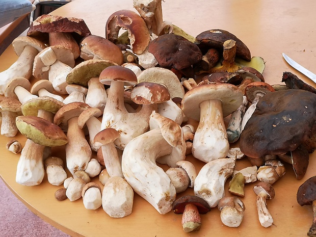 hríb smrekový Boletus edulis Bull.