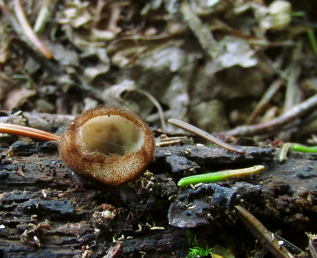 humária polguľovitá Humaria hemisphaerica (F.H. Wigg.) Fuckel