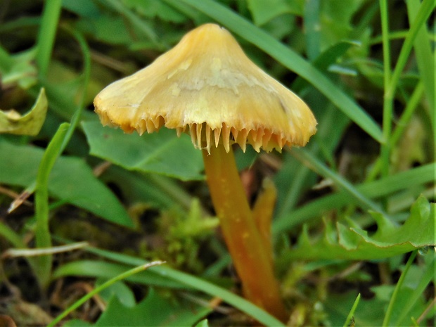 lúčnica Hrotitá ? Hygrocybe sp.