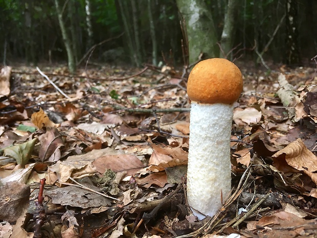 kozák osikový Leccinum albostipitatum den Bakker & Noordel.