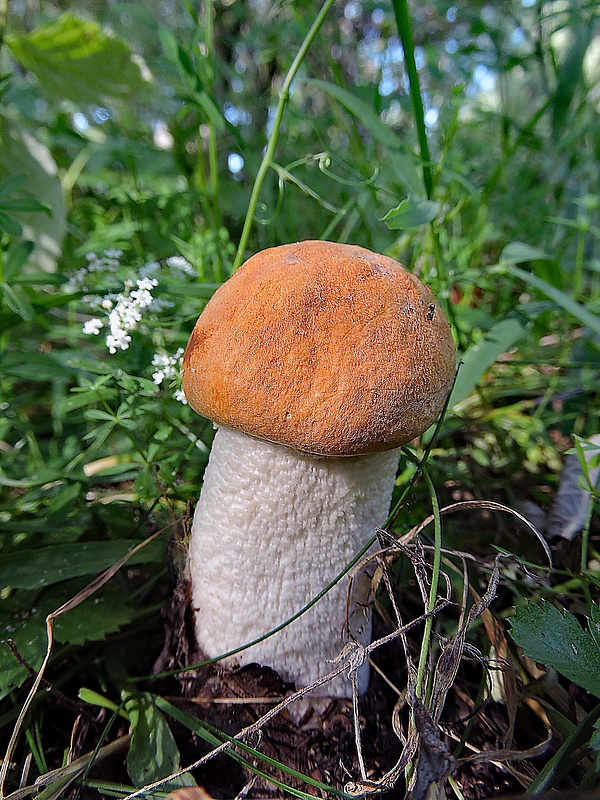 kozák osikový Leccinum albostipitatum den Bakker & Noordel.