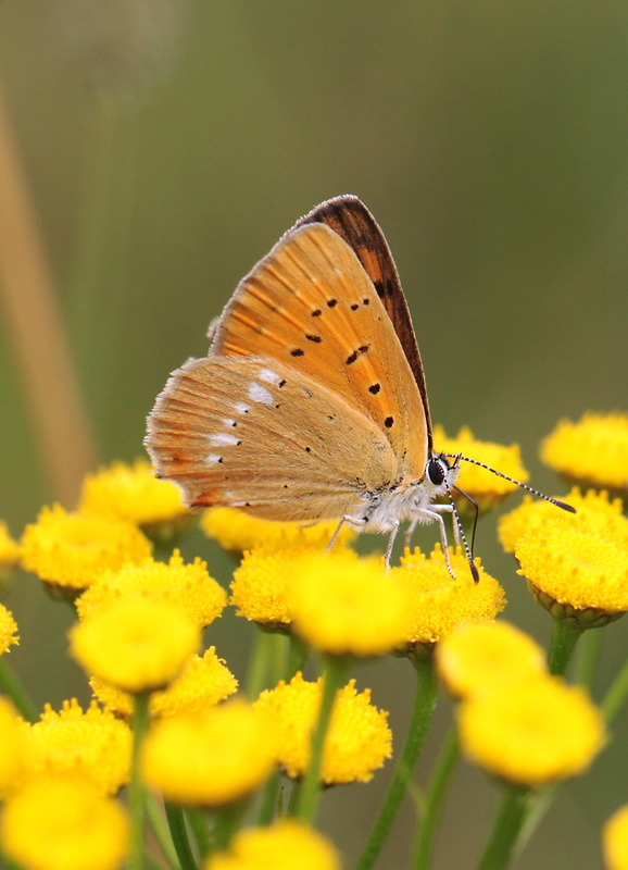 ohniváčik zlatobyľový  Lycaena virgaureae