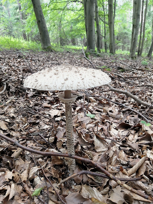 bedľa Macrolepiota sp.