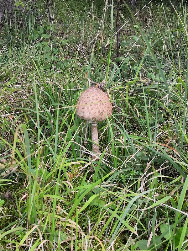 bedľa Macrolepiota sp.