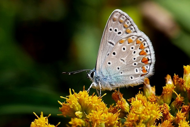 modráčik blankytný (sk) modrásek vičencový (cz) Polyommatus thersites Cantener, 1835