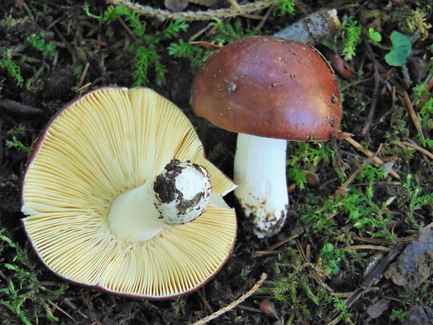 plávka Russula sp.