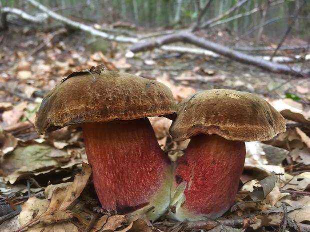 hríb zrnitohlúbikový Sutorius luridiformis (Rostk.) G. Wu & Zhu L. Yang